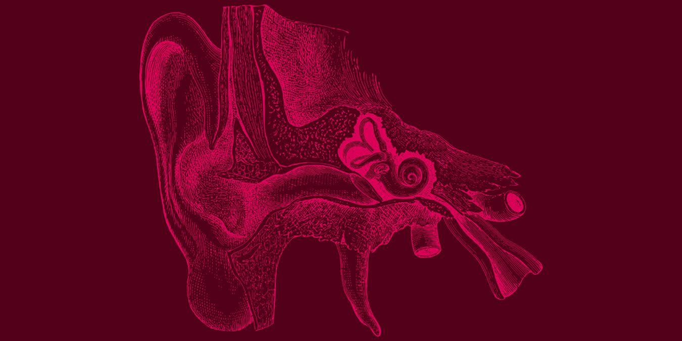 Ausschnitt einer anatomischen Zeichnung des Innenohrs.