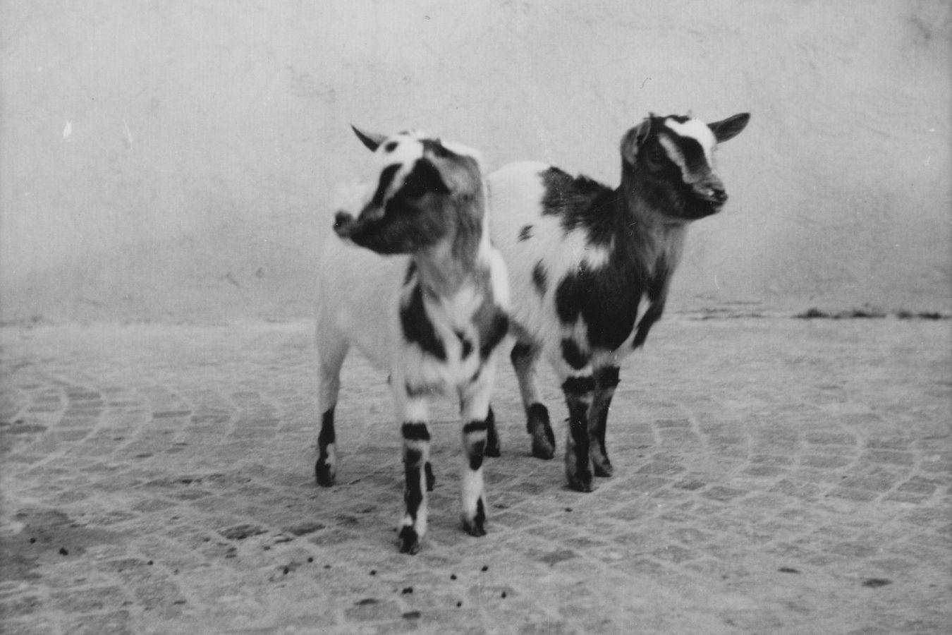 Two goats are standing on a stone floor in the mist