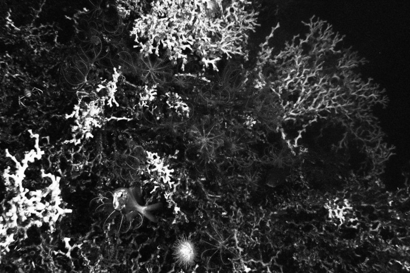 Moss-like network