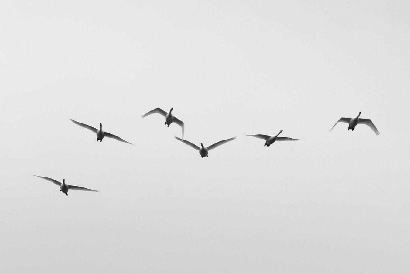 Fliegende Schwäne am Himmel