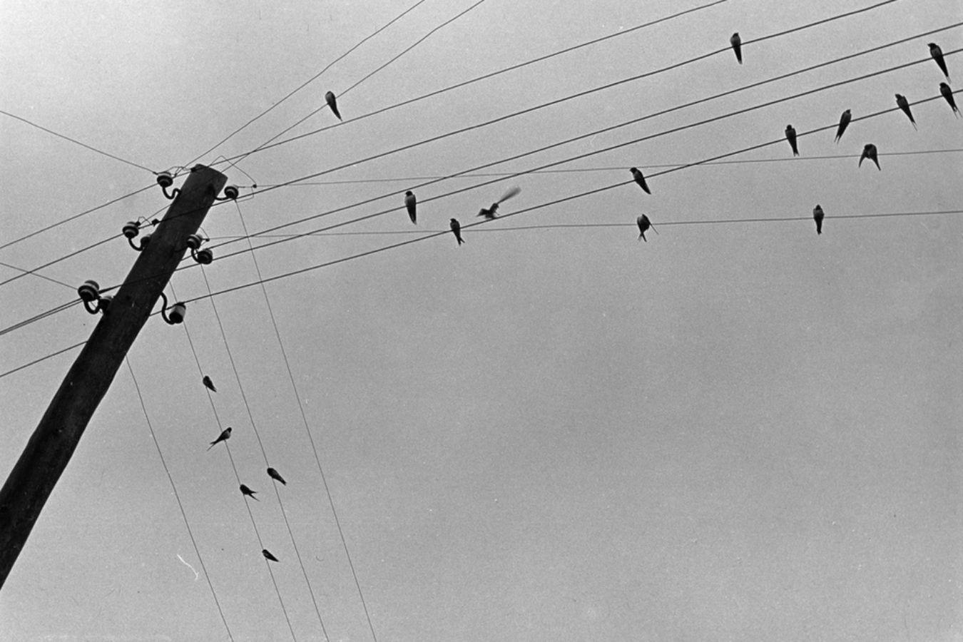 Birds sit on power lines that run in different directions.