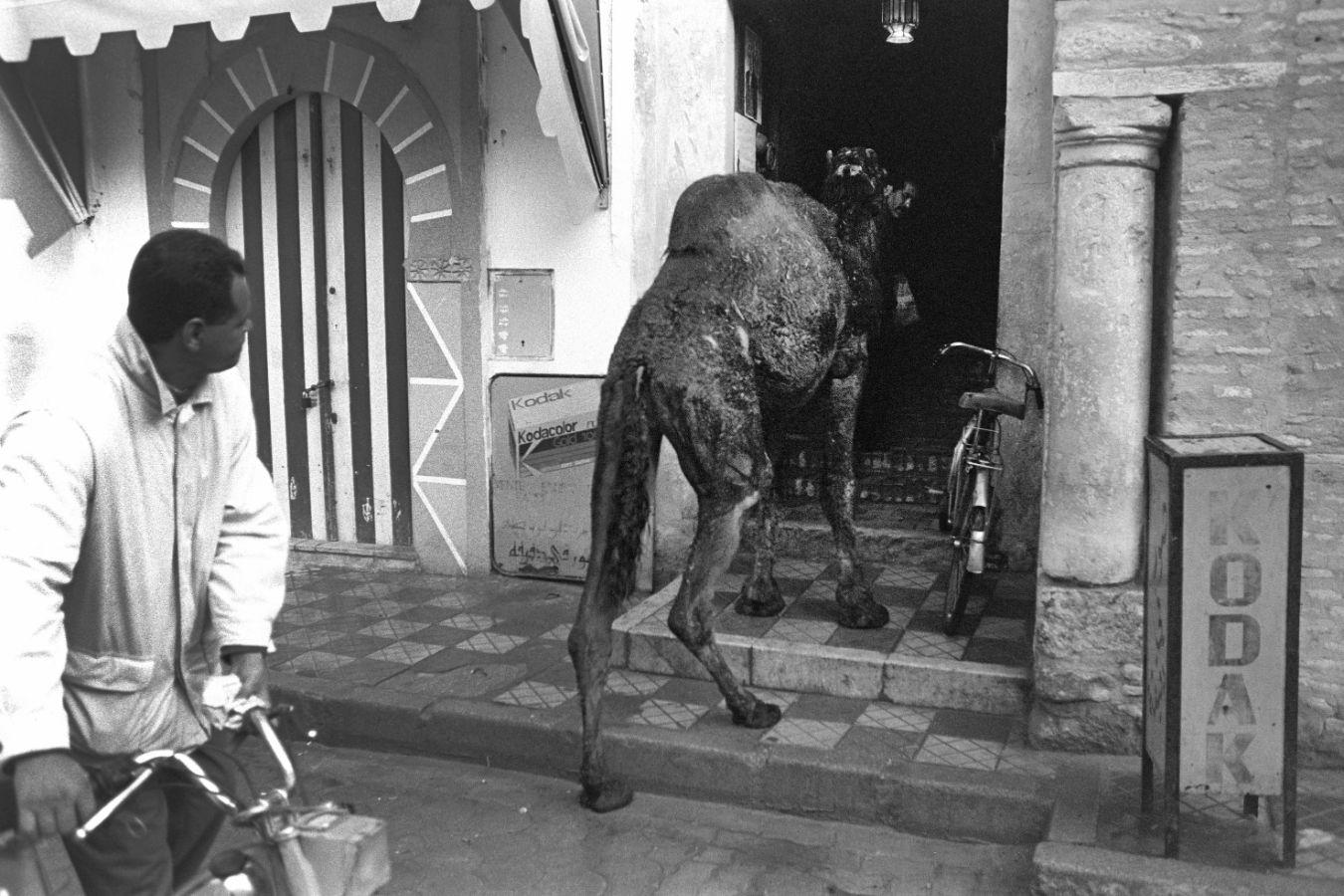A camel enters a building; a passer-by watches the scene whilst pushing a bicycle.