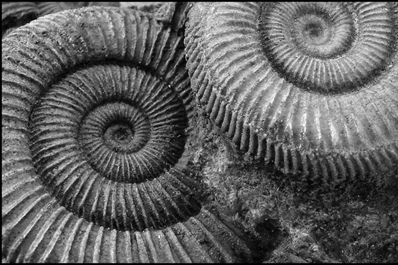 Two stone snail shells overlap