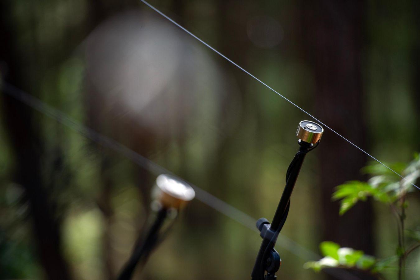 Nahaufnahme: Im Grünen sind zwei Saiten gespannt. Zwei Mikrofone nehmen jeweils ihren Klang auf.