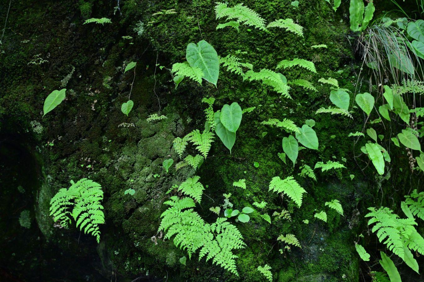 Green forest floor with lots of moss and ferns