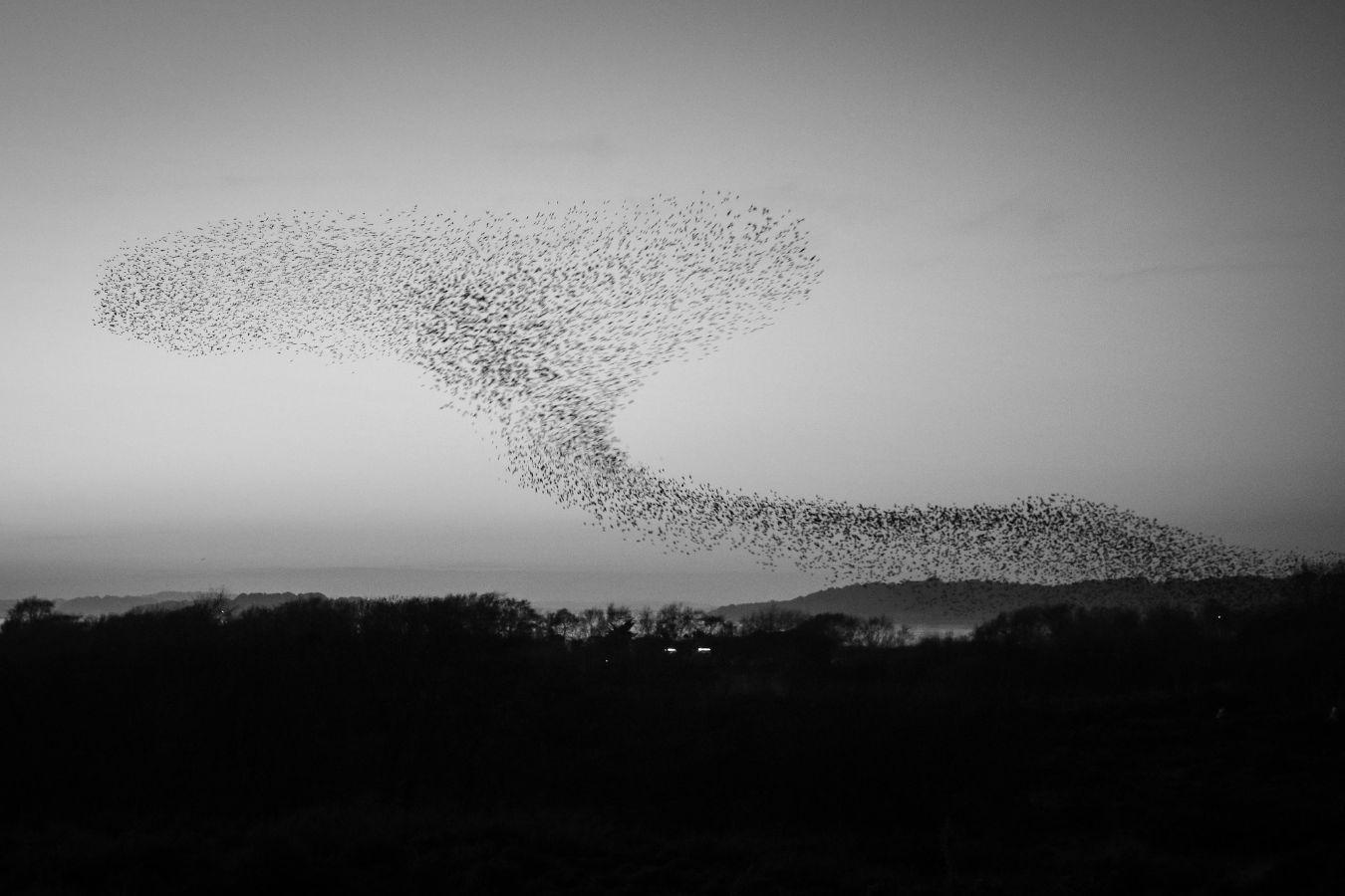 Ein Vogelschwarm zieht über eine Landschaft bei Sonnenuntergang