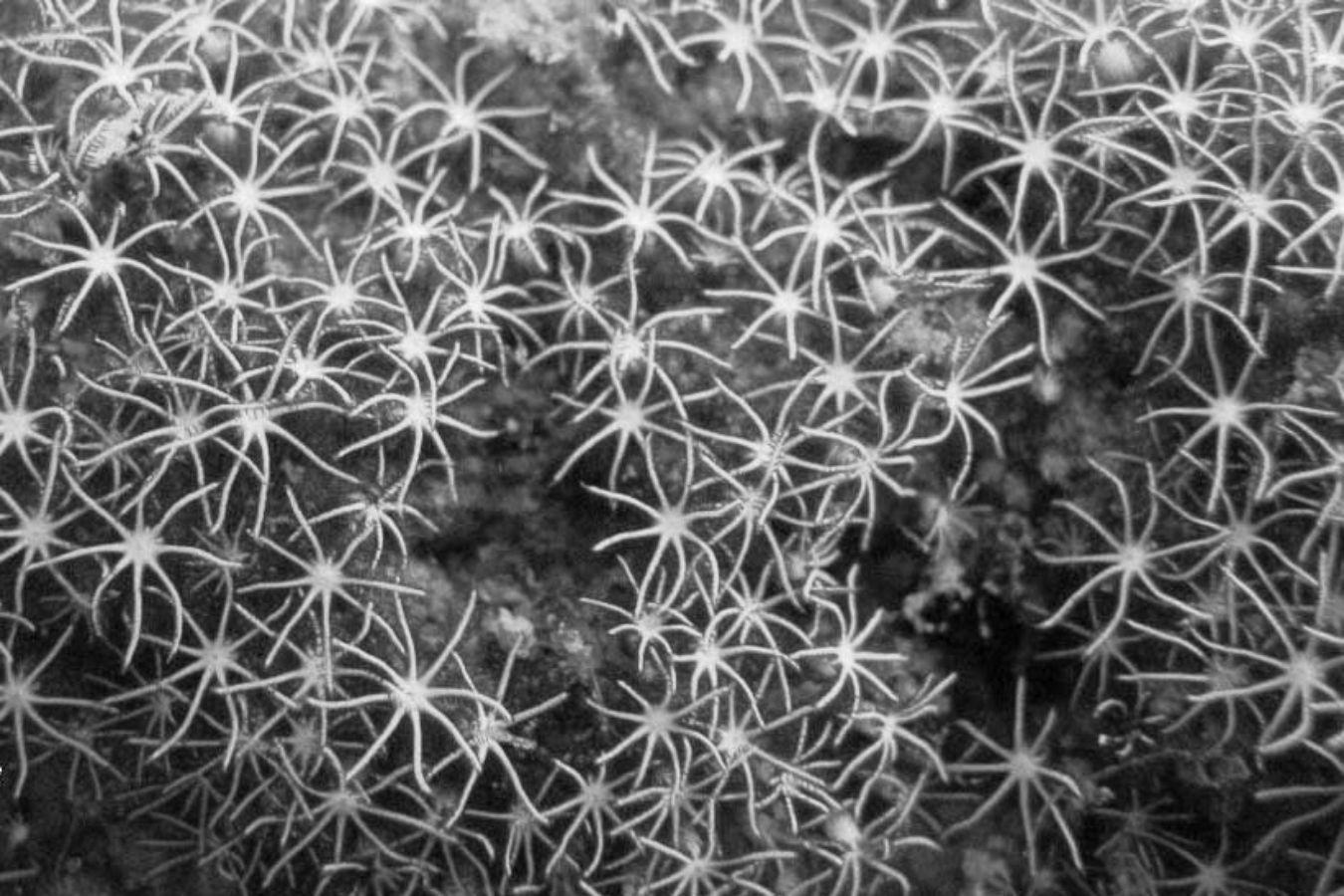 Coral reef