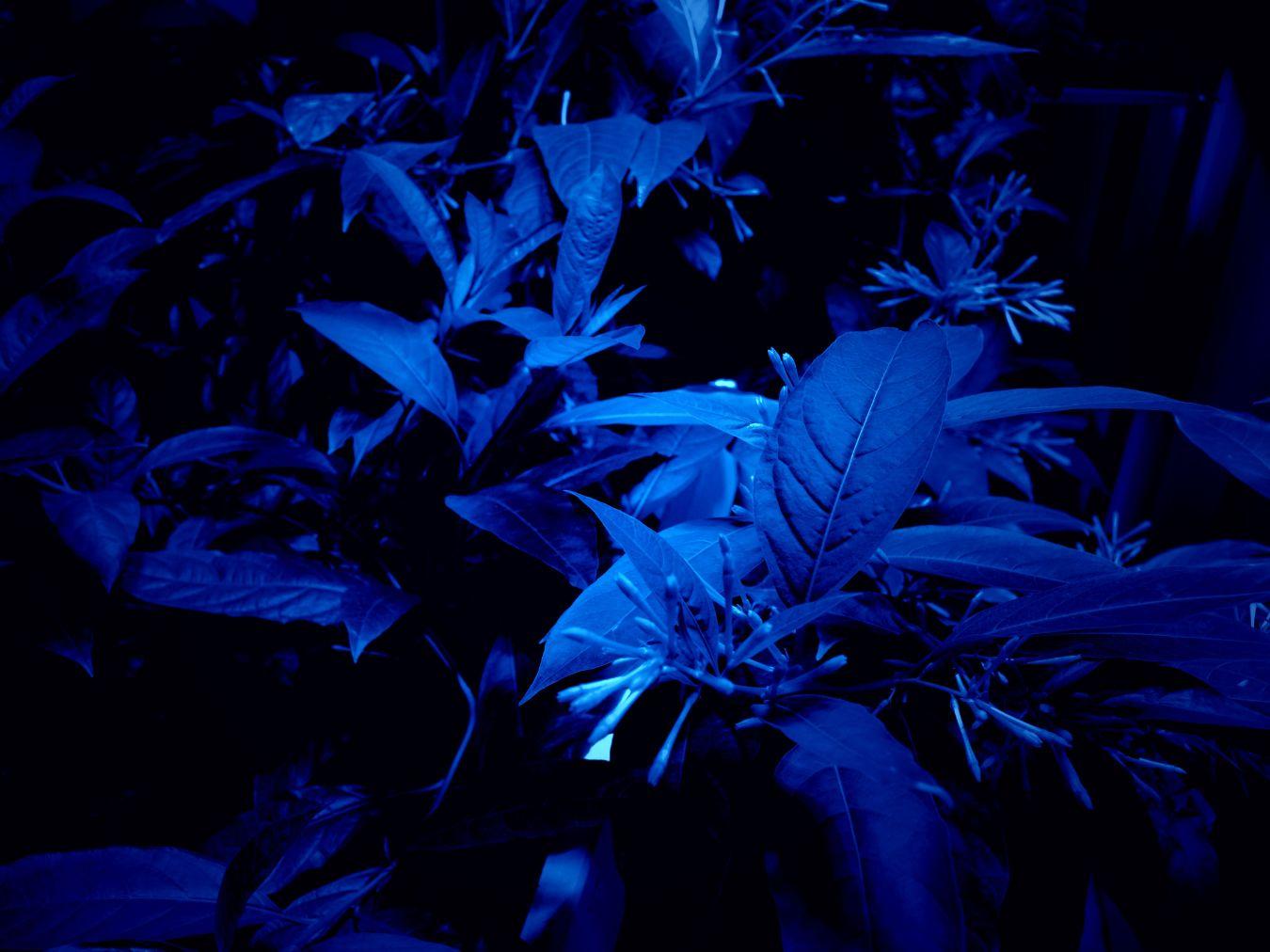 Hicham Berrada, “Mesk-ellil”, 2015 © Hicham Berrada, Photo: archives kamel mennour, courtesy the artist and kamel mennour, Paris / London