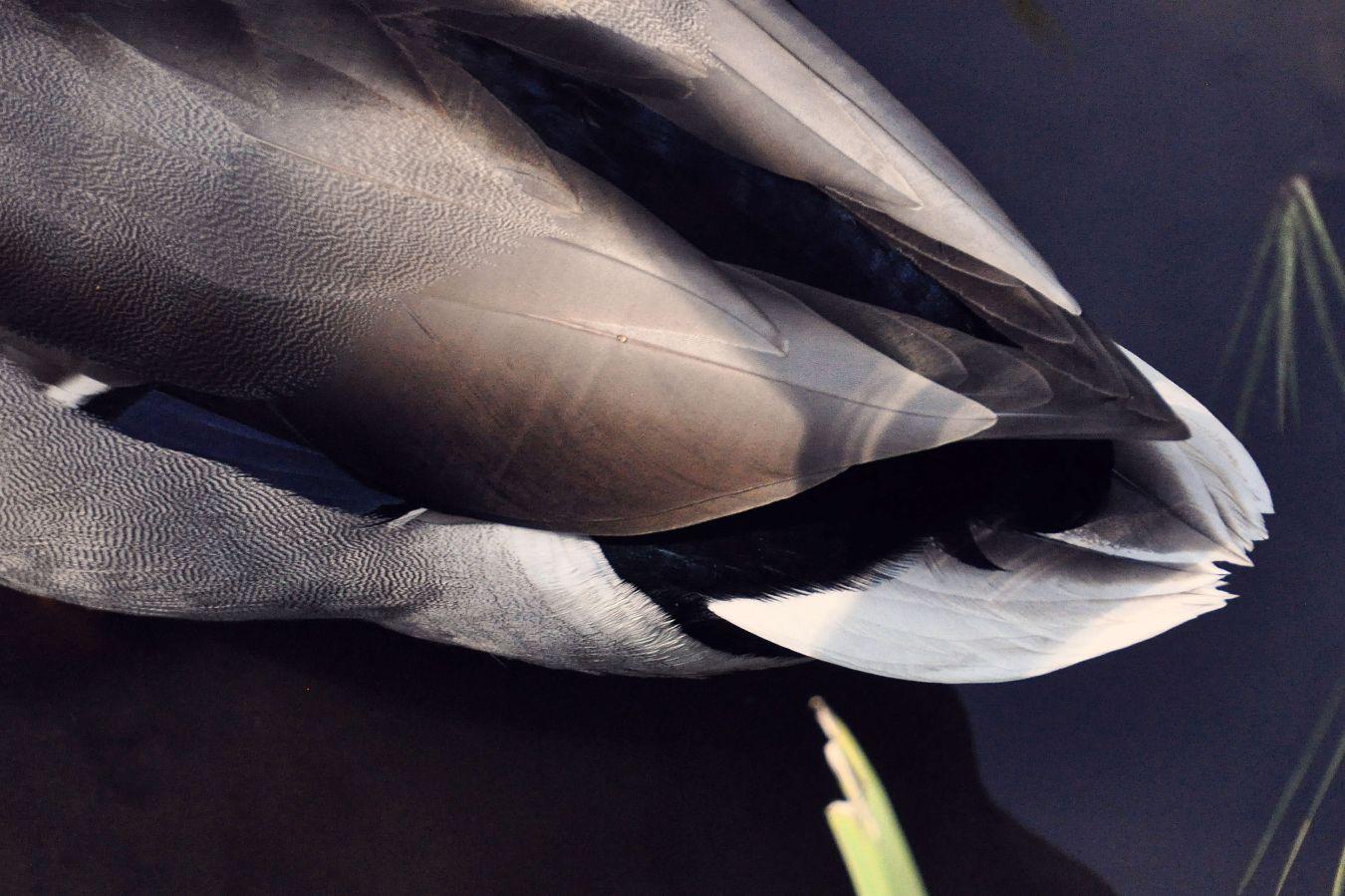 Federn © The Superfamous Images