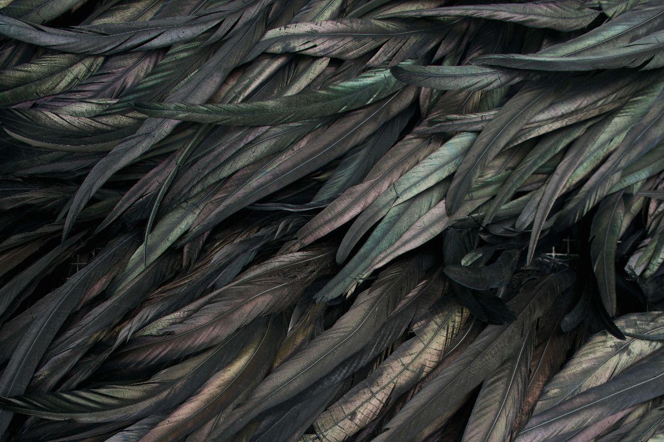 Single Bound (from Towering Steep), 2000, steel and rooster feathers. The Blanton Museum of Art, The University of Texas at Austin © Terry Adkins