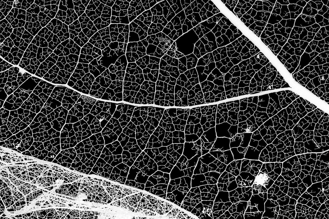 Ausschnitt aus einem Blattskelett