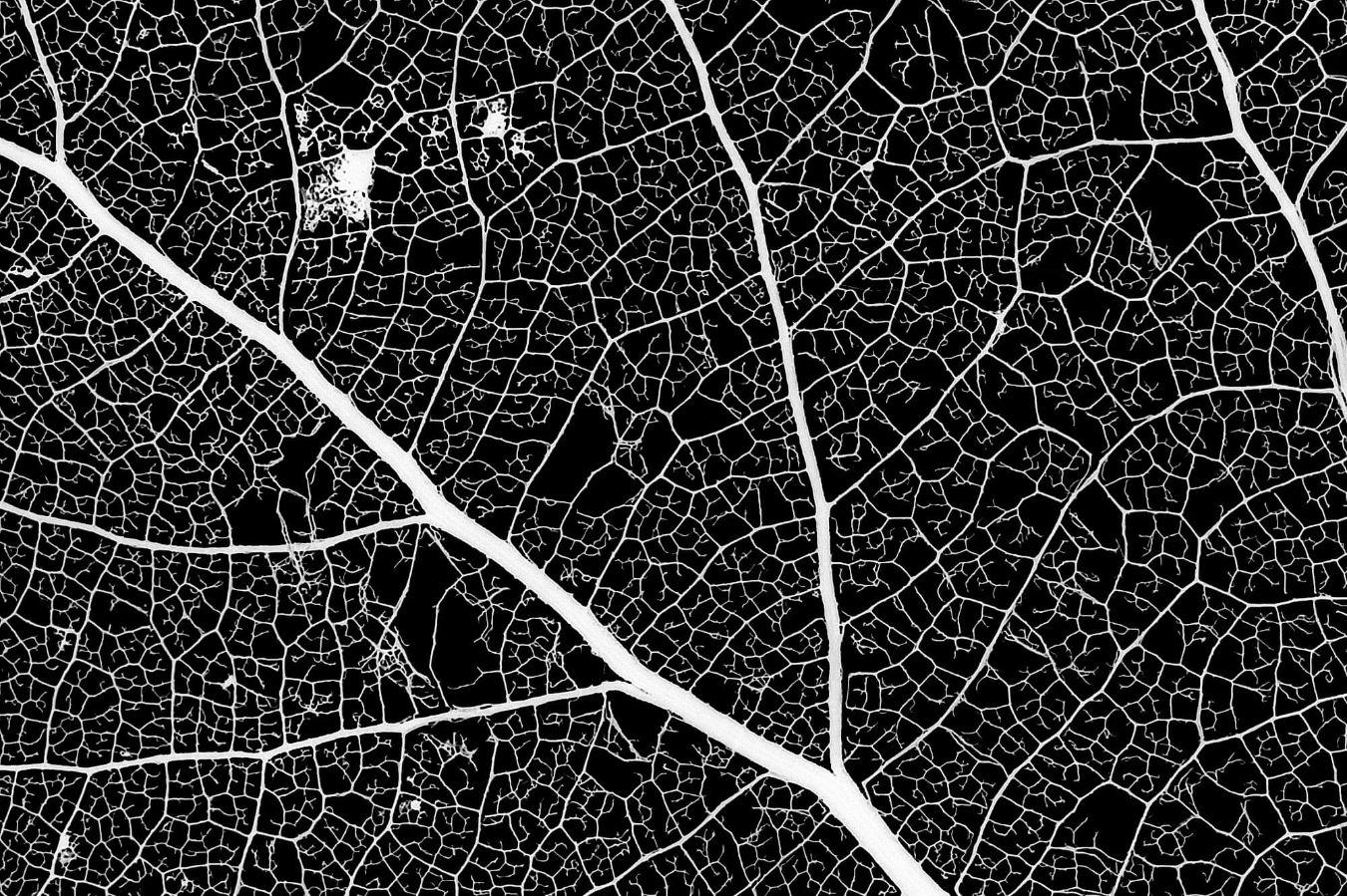 Ausschnitt aus einem Blattskelett