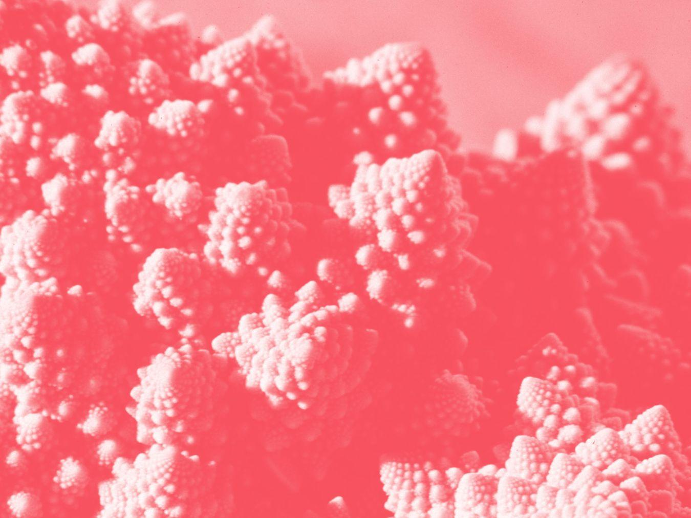 Romanesco, Beispiel für fraktale Formen in der Natur. Foto: Wolfgang Beyer © Wikimedia Commons