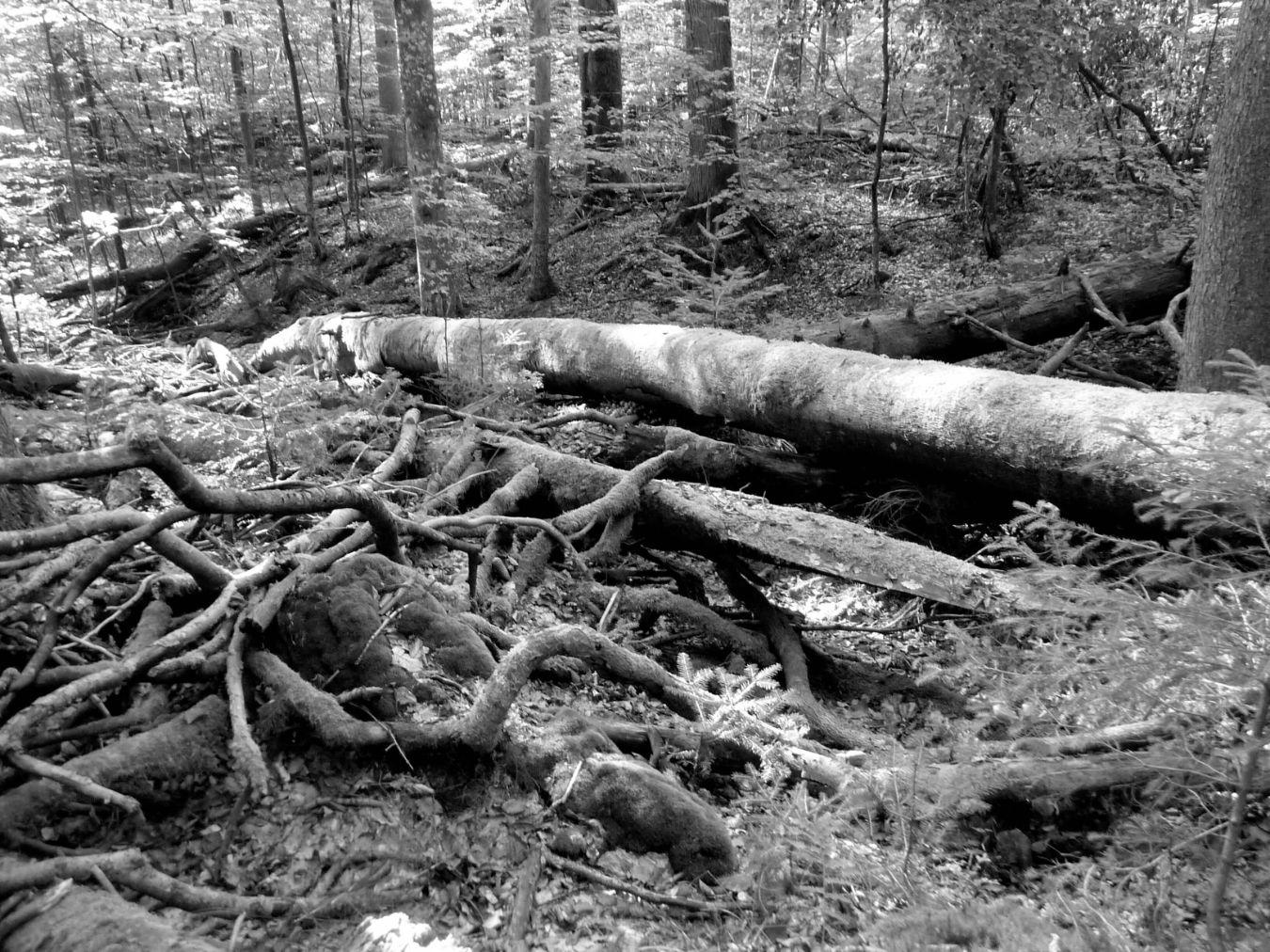 National Park Bayerischer Wald; Photo: Thomas Michler © National Park Bayerischer Wald