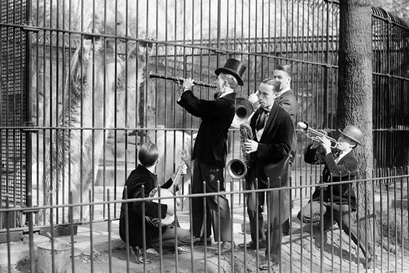 Fünf Menschen spielen Instrumente vor einem Eisbär im Käfig