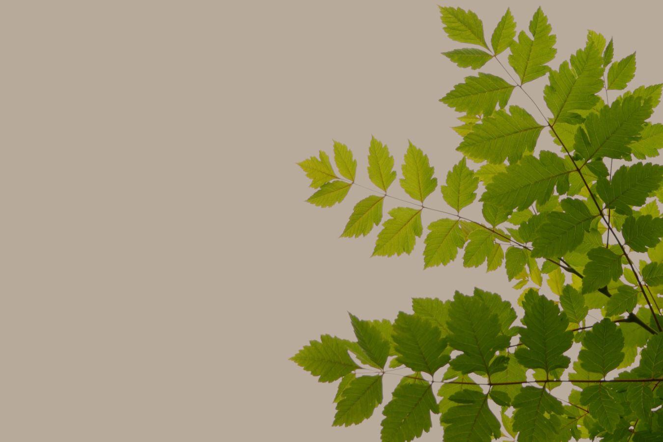 Close-up of leaves on a beige background
