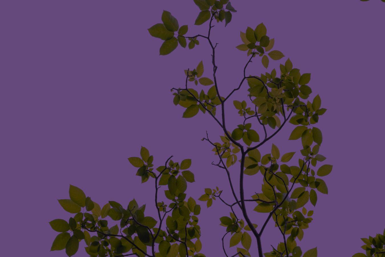 Close-up of leaves on a purple background