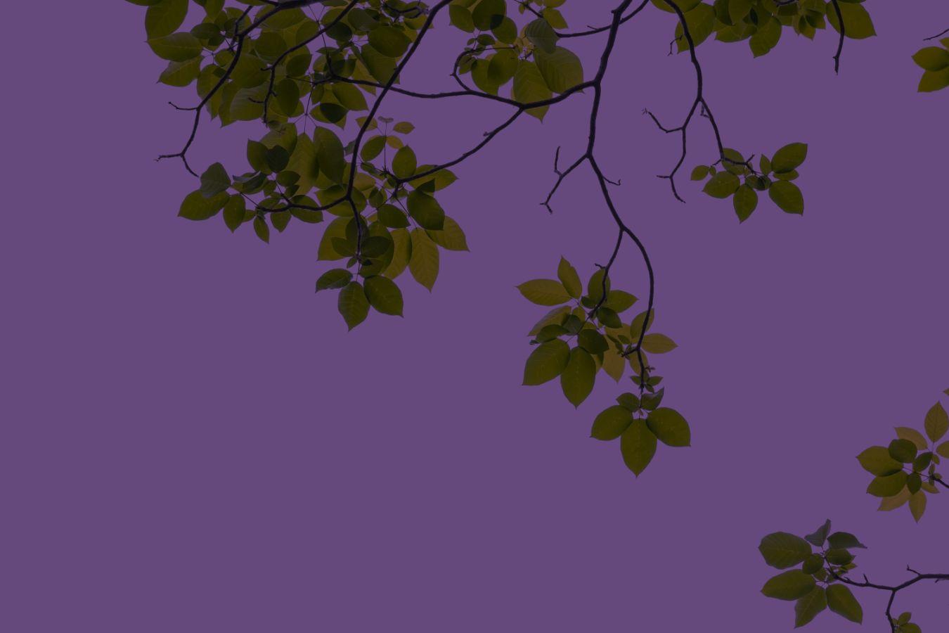 Nahaufnahme von Blättern auf lila Grund