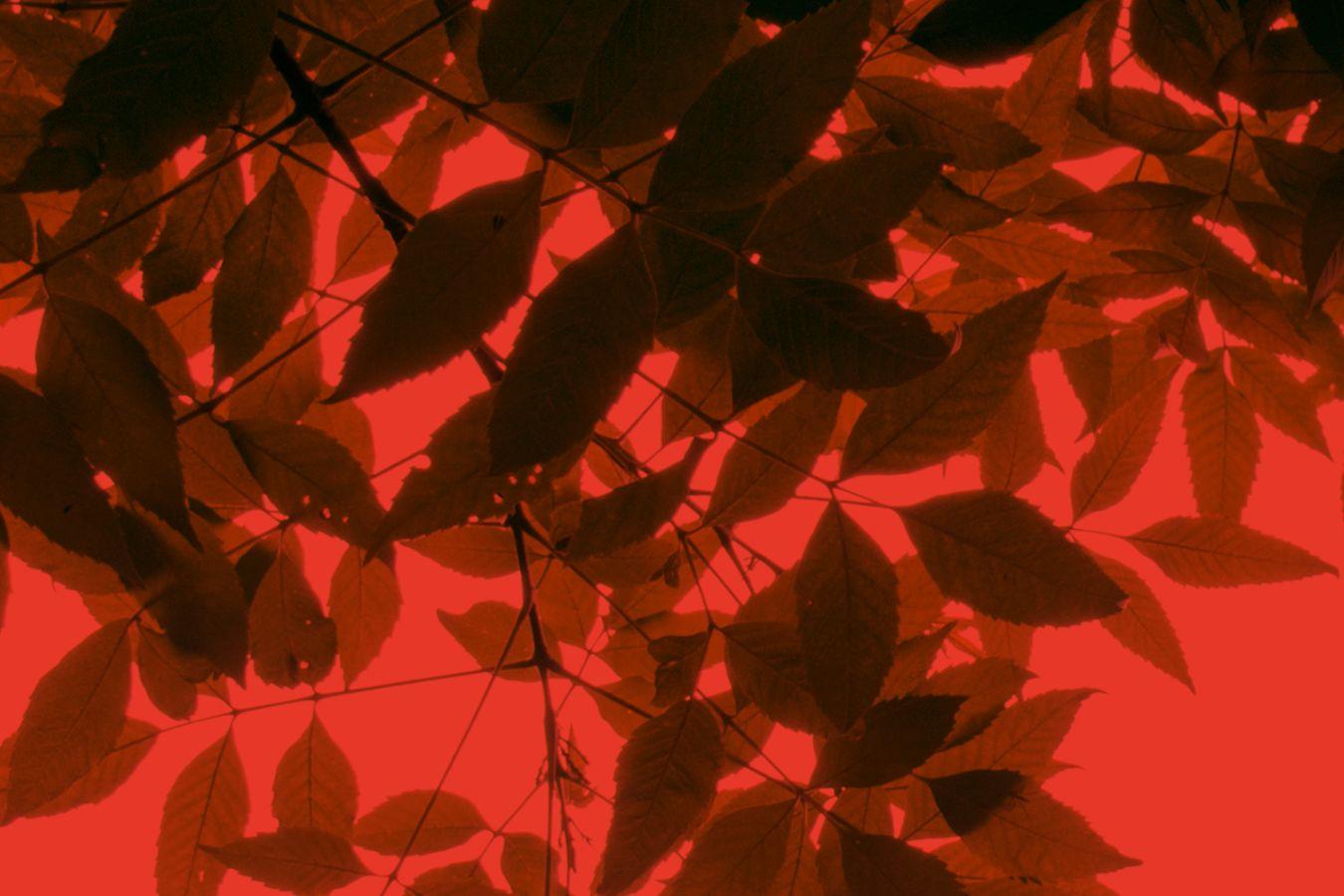 Close-up of leaves on a red background