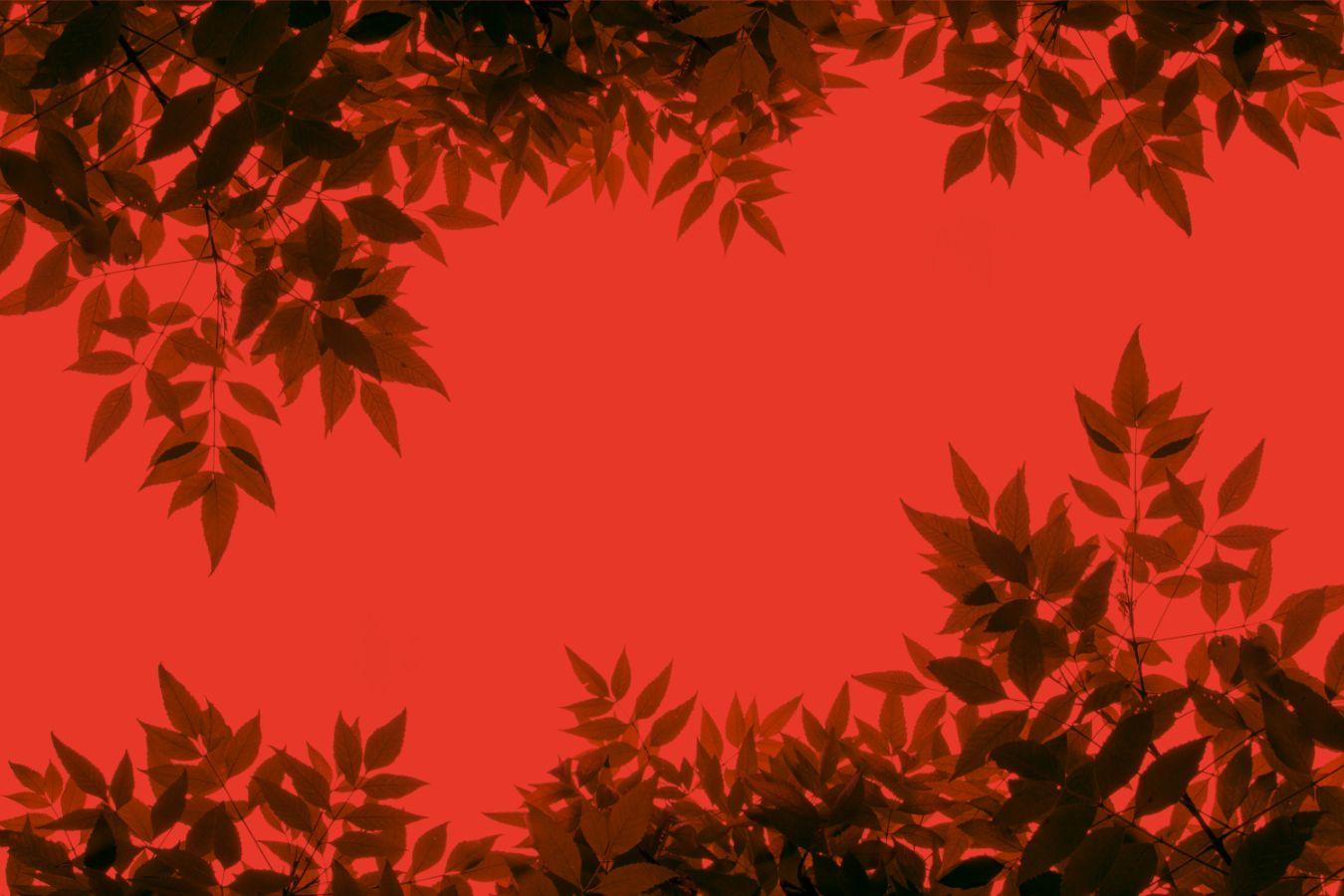 Close-up of leaves on a red background