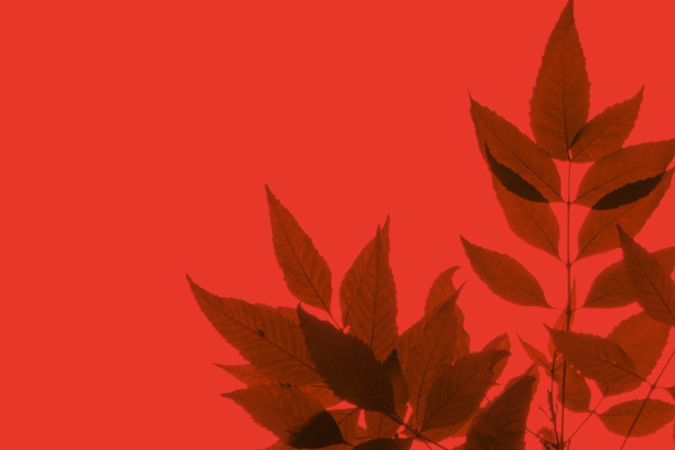 Close-up of leaves on a red background