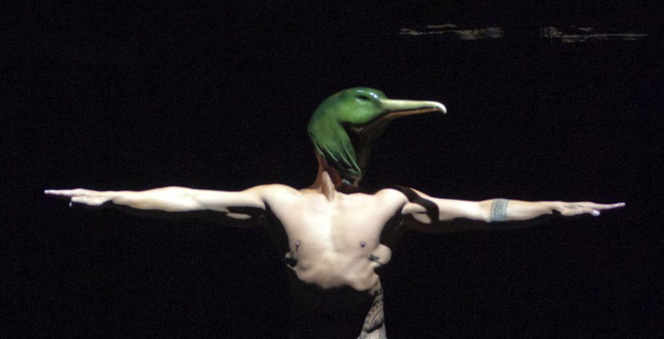 Birds With Skymirrors