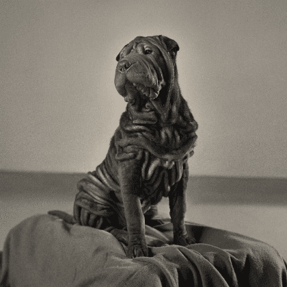 Black-and-white photograph of a wrinkled dog sitting centrally on a cushion, tilting its head to the side.