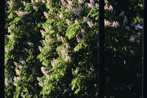 Blick aus dem Haus der Berliner Festspiele auf einen blühenden Kastanienbaum