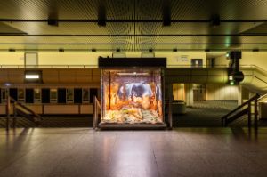 Eine von innen beleuchte Glasvitrine inmitten einer Halle. In ihr befinden sich verschiedene Objekte und Pflanzen.