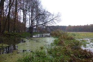 Das Moorgebiet Freienhagen mit Bäumen und Wasserflächen.
