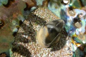 Maria Francesca Scaroni & Mieko Suzuki © the artist