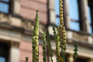 Parkplatzgarten am Gropius Bau © Luis Kürschner