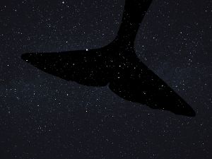 Eine schwarze Fläche mit kleinen, hellen Punkten auf der die Fluke eines Wals zu erkennen ist.