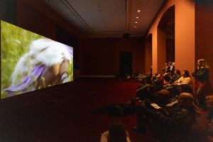 In der Mitte eines abgedunkelten Raumes mit Teppichboden aus dunkelrotem Samt, ist ein großer Bildschirm montiert auf dem die Arbeit "A Plot, A Scandal" der Künstlerin Ligia Lewis zu sehen ist. Besuchende blicken in Richtung Bildschirm, auf dem die Umrisse einer Person erkennbar sind.