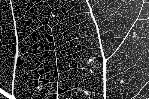 Detailed leaf skeleton