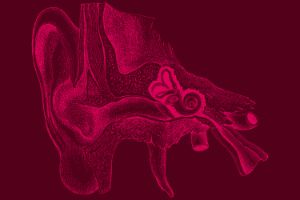 Section of an anatomical drawing of the outer and middle ear.
