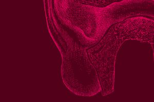 Section of an anatomical drawing of the outer and middle ear.