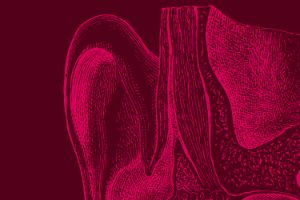 Section of an anatomical drawing of the outer and middle ear.