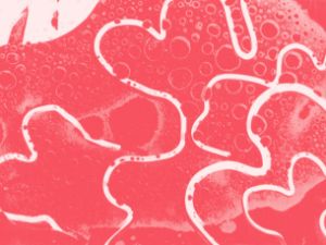 Schadographie „Hexenspucke“ © Wikimedia Commons