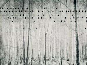 Valentin Lebedev, “Noten des Waldes”, from: “Im Blickpunkt unserer Epoche. Bilder sowjetischer Meisterfotografen”, Leipzig 1975