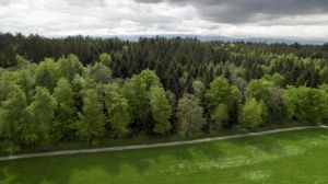 Ein Wald aus der Vogelperspektive betrachtet.