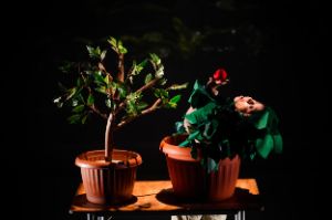 Estado Vegetal © Call The Shots