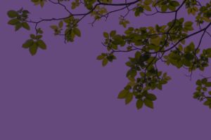Close-up of leaves on a purple background