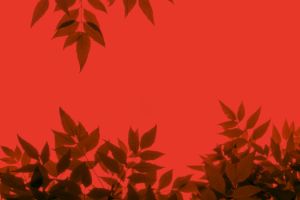 Close-up of leaves on a red background
