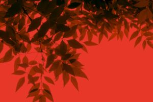 Close-up of leaves on a red background