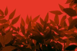 Close-up of leaves on a red background