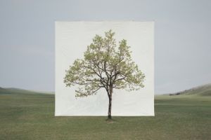 A single tree with green leaves in a field, behind it is a white canvas. It therefore looks like a large picture of a tree standing in the landscape.